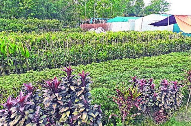 কুমিল্লা থেকে আম ডেউয়ার চারা যাচ্ছে কাতার আরব আমিরাত কুমিল্লা থেকে আম ডেউয়ার চারা যাচ্ছে কাতার আরব আমিরাত